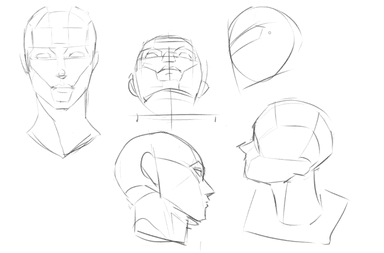 Face Proportions