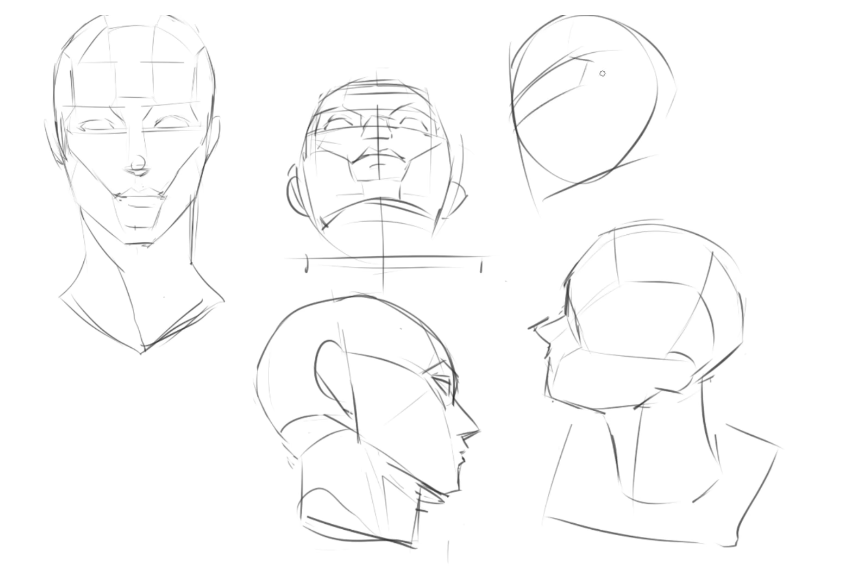 Face Proportions